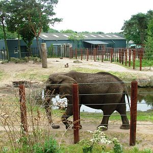 Elephant Bull Pen at Beekse Bergen, 31/05/12