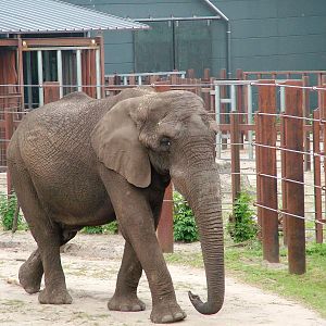 African Elephant at Beekse Bergen, 31/05/12