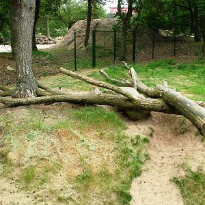 Striped Hyaena Exhibit at Beekse Bergen, 31/05/12