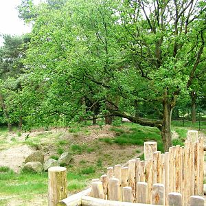 Striped Hyaena Exhibit at Beekse Bergen, 31/05/12