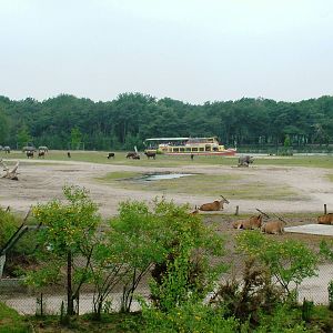 African Paddock View at Beekse Bergen, 31/05/12