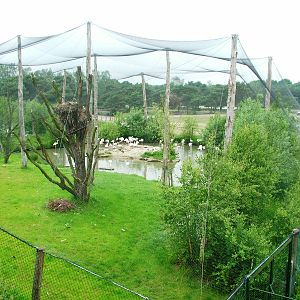 Flamingo Aviary at Beekse Bergen, 31/05/12