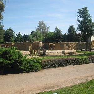 Dvur Kralove Elephants