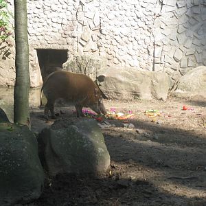 Red River Hog