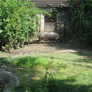 Pygmy Hippo