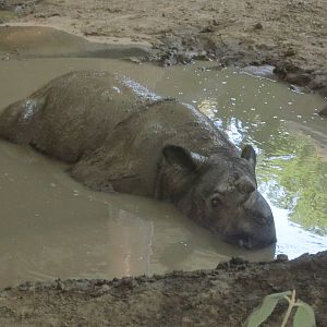 Aug. 2012-Ipuh, a Sumatran Rhinocers