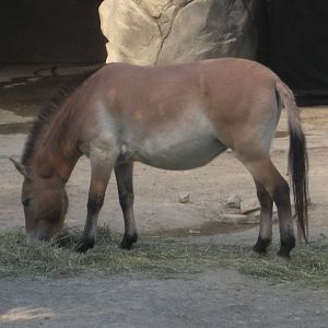 Aug. 2012-Przewalski's Horse