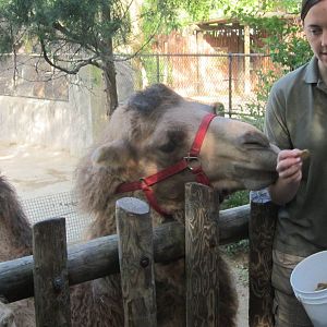 Aug. 2012-Camel Encounter