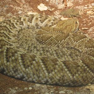 Aug. 2012-Mexican West Coast Rattlesnake