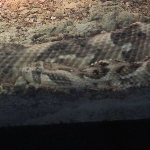 Aug. 2012-Puff Adder
