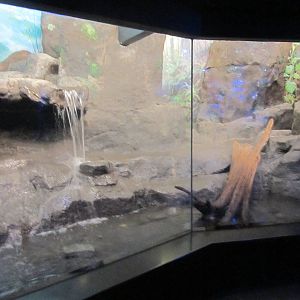 Aug. 2012-Fishing Cat exhibit