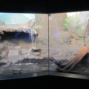 Aug. 2012-Fishing Cat exhibit