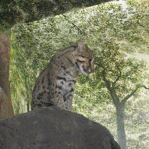 Aug. 2012-Fishing Cat