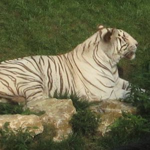 Aug. 2012-White Tiger