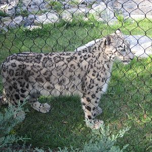 Aug. 2012-Renji, a Snow Leopard