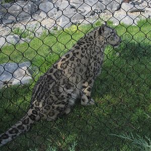 Aug. 2012-Renji, a Snow Leopard