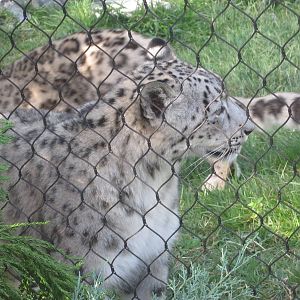 Aug. 2012-Nubo, a Snow Leopard