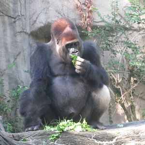 Aug. 2012-Kwashi, a Western Lowland Gorilla