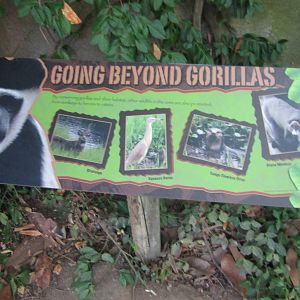 Aug. 2012-Gorilla World sign