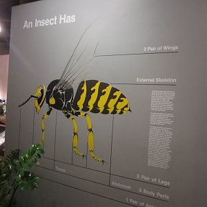 Aug. 2012-World of the Insect