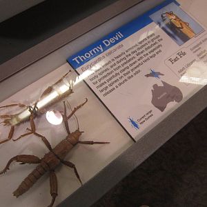 Aug. 2012-Thorny Devil sign
