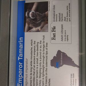 Aug. 2012-Tamarin sign