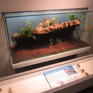 Aug. 2012-White-eyed Assassin Bug