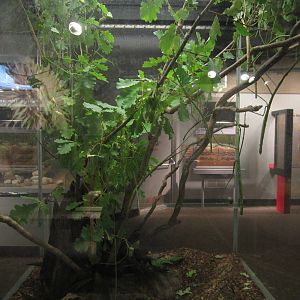 Aug. 2012-Giant Walking Stick exhibit (find all 4)