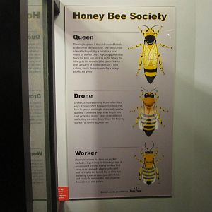 Aug. 2012-Honeybee sign