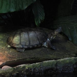 Aug. 2012-African Helmeted Turtle