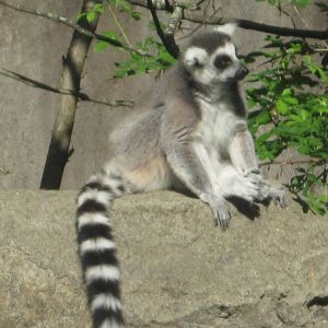 Aug. 2012-Ring-tailed Lemur