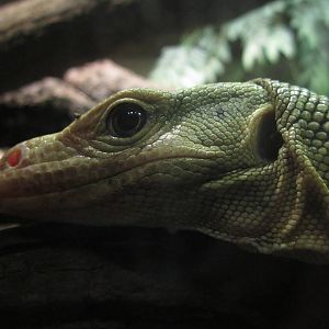 Aug. 2012-Quince Monitor