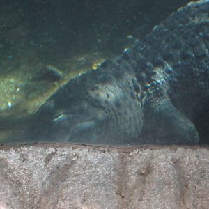 Aug. 2012-American Alligator