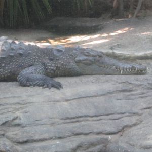 Aug. 2012-Leslie, the American Crocodile