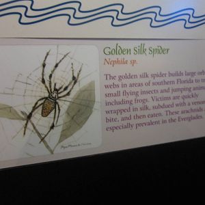 Aug. 2012-Silk Spider sign