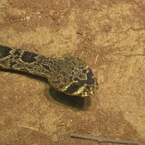 Aug. 2012-Eastern Diamondback Rattlesnake