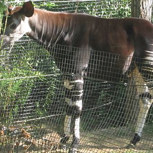 Aug. 2012-Kiloro, the bull Okapi