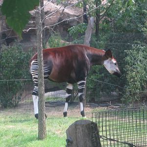 Aug. 2012-Kuva, the female Okapi