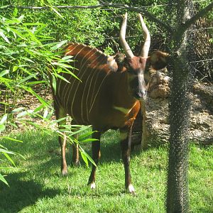 Aug. 2012-Safi, an Eastern Bongo