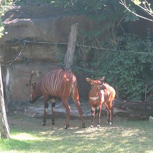 Aug. 2012-Eastern Bongos