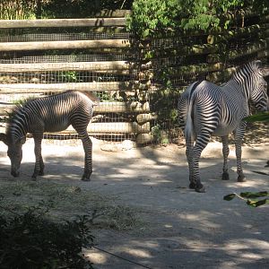 Aug. 2012-Savanna and Lainey Lynn, Grevy's Zebras