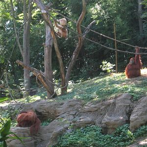 Aug. 2012-White-handed Gibbons + Lana, and Henry