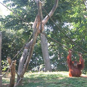 Aug. 2012-White-handed Gibbons + Lana