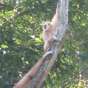 Aug. 2012-Possum, the baby White-handed Gibbon