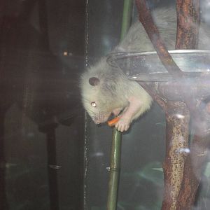 Aug. 2012-Northern Luzon Giant Cloud Rat