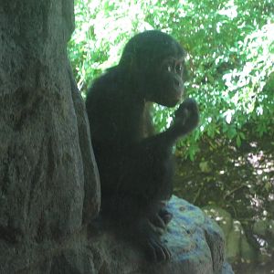 Aug. 2012-Baby Bonobo