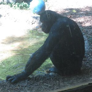 Aug. 2012-Bonobo