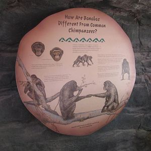 Aug. 2012-Bonobo/Chimpanzee sign