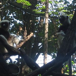 Aug. 2012-Rinaldo and Wilhelmina, the Coquerel's Sifakas