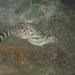 Aug. 2012-Large-spotted Genet